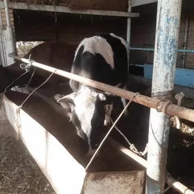 Arassa corny pyostyr