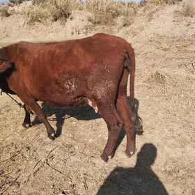 Бакар ялы сыгыр