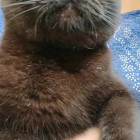 Вислоушка кошка