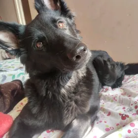 немецкая овчарка