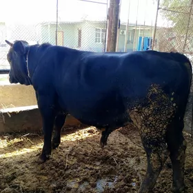 öküz bakylan tohum