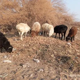 koçkar we koyunllar