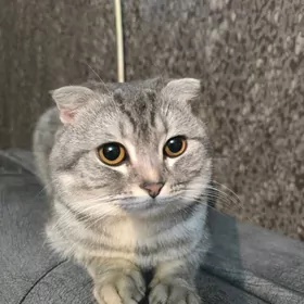 кот вязка ( для размножения )