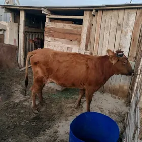 Sygyr/ карова с телёнком