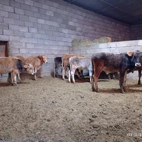 Şwes ökuzler tuweler