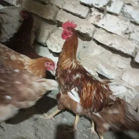 lohman brown horazlar 7 aýlyk