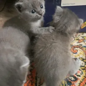 продаются котята