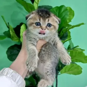 Шотландские котята