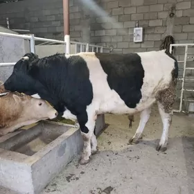 GOLÌŞDEÝÌN WE ŞORELE ÕKZ