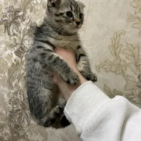 вислоухие котята