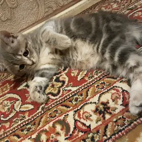 ШОТЛАНСКАЯ ДЕВОЧКА