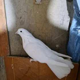 kepderi кепдери