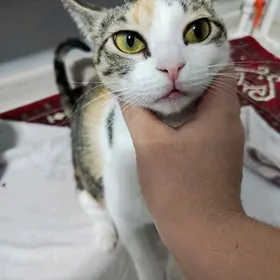 pisik domaşny кошка