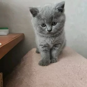 Котята породистые.