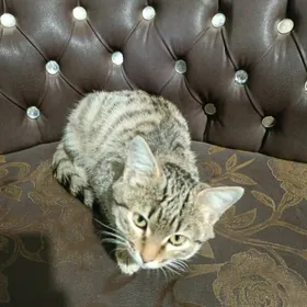 Pişik Котенок