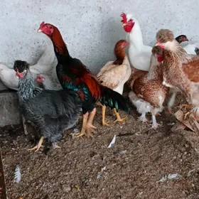 бойцовы жуйже