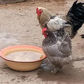 петух и курица