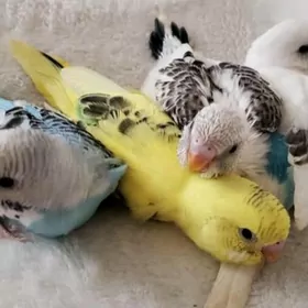 popugay sowgatlyk guslar