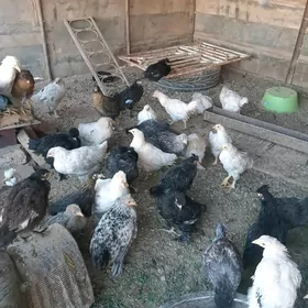 brama gigant jujeler