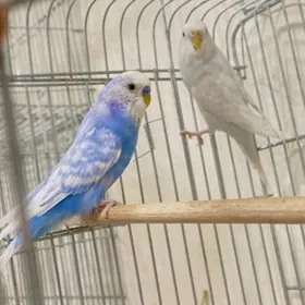 popugay sowgatlyk guslar