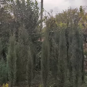 Kiparis yolka Ёлка Arça