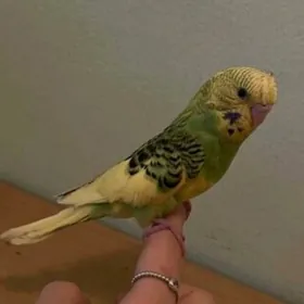 popugay guslar kletkalar