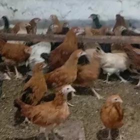 Elin juyje iki yarym aylyk