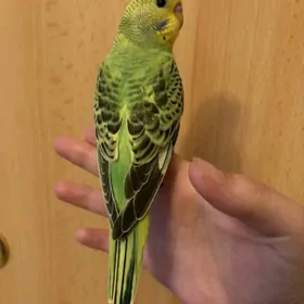 popugay sowgatlyk guslar