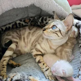 снежные бенгальские котята