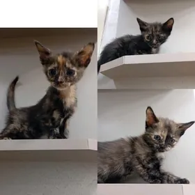 котята(2 месяца)