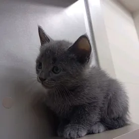 котёнок (2 месяца)породистый