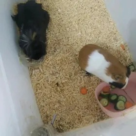 морские свинки