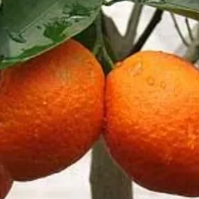 Апелсин мандарин бонон Гилос