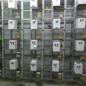 ketek popugay 6 paralyk