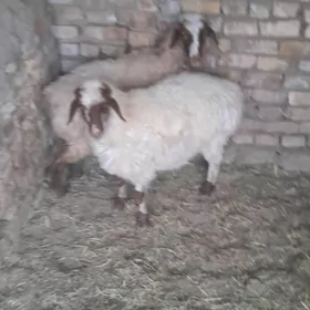 tokly iṣșek cykan