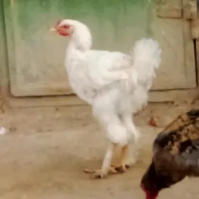 Horazlar we induklar