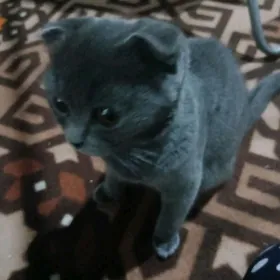 Pişik Scottish-fold