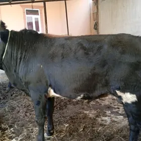 3 sany parodny öküz