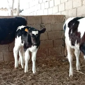 Simental Tüwe Göle