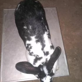 пол великан