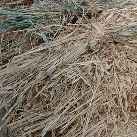 мал от               jogen ot