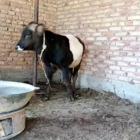 Tohum Öküz Gibrit 9 aýlyk