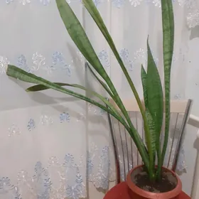 Сансевиерия