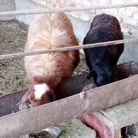 Gissar Goýunlar Bakyda Duran