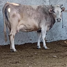 arginal śwes göleli sygyr