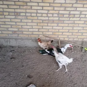 baýes towuklar ! erkek ördek