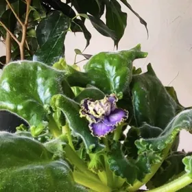 фиалка отростки