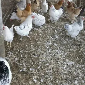 балгар,,товуклар,,