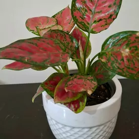 комнатные  растения