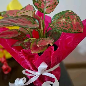 Комнатные элитные растения